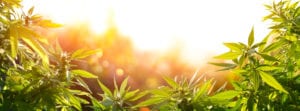 Cannabis Industry Consultation